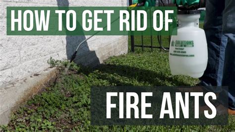 how to get rid of fire ants in yard